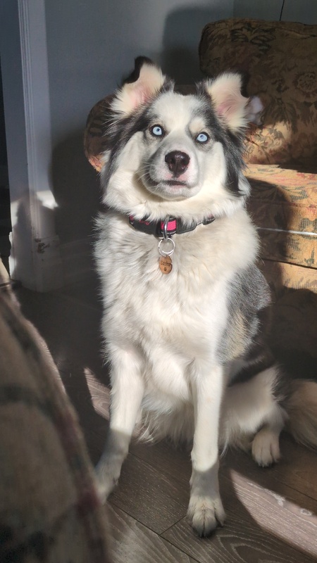 Entry image for Sasha. Clicking this image will show a larger photo