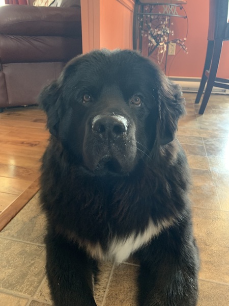 Entry image for Baloo. Clicking this image will show a larger photo