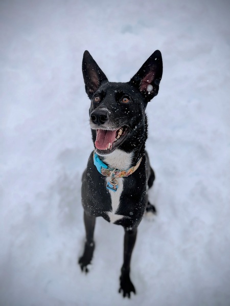 Entry image for Calvin . Clicking this image will show a larger photo