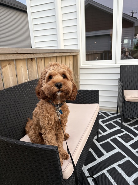 Entry image for Barney . Clicking this image will show a larger photo