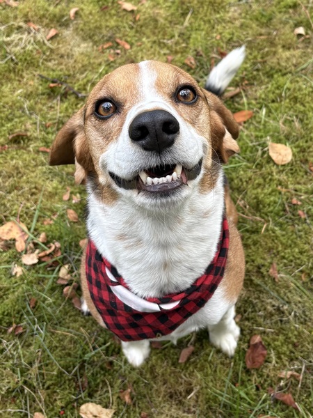 Entry image for Nugget. Clicking this image will show a larger photo