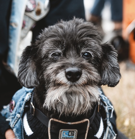 Entry image for Butters. Clicking this image will show a larger photo