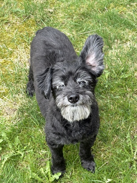 Entry image for Butters. Clicking this image will show a larger photo