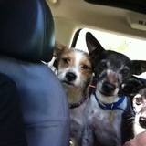 Entry image for Coco, Woody and Deacon
