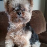 Entry image for Bailey