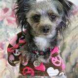 Entry image for Lola 