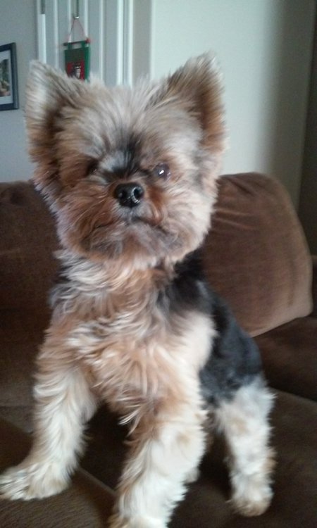 Entry image for Bailey. Clicking this image will show a larger photo