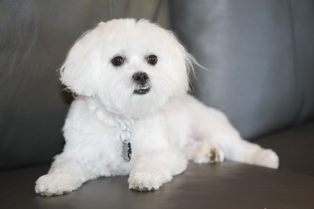 Entry image for Abby. Clicking this image will show a larger photo