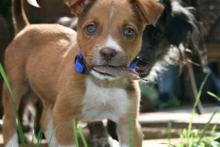 Entry image for Reilly. Clicking this image will show a larger photo