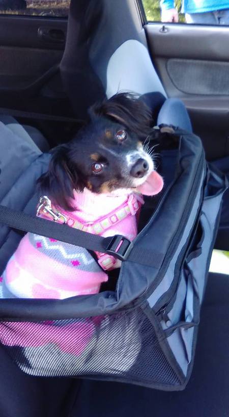 Entry image for Penny. Clicking this image will show a larger photo