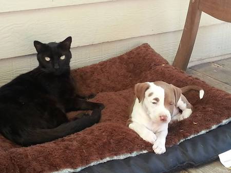 Entry image for Lexi (puppy) & Tucker. Clicking this image will show a larger photo