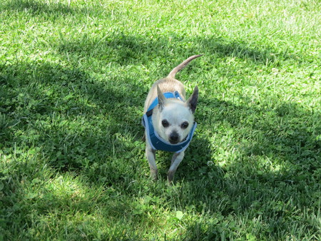 Entry image for Maximus. Clicking this image will show a larger photo