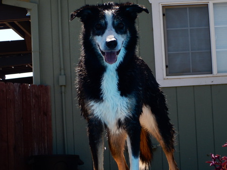 Entry image for Blaze. Clicking this image will show a larger photo