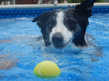 Entry image for Gypsy. Clicking this image will show a larger photo