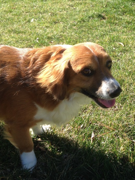 Entry image for Charlie. Clicking this image will show a larger photo
