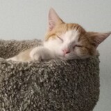 Entry image for Lile