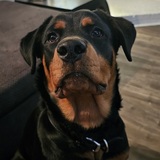 Entry image for Birdie