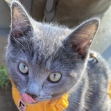 Entry image for Luna