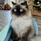 Entry image for Lily