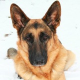 Entry image for Gunner