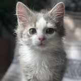 Entry image for Carlito