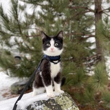 Entry image for Neil 