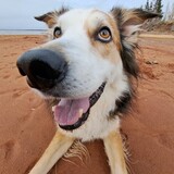 Entry image for Sully