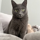 Entry image for Blake