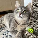 Entry image for Tinfoil