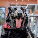 Entry image for Bear