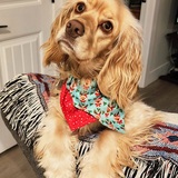 Entry image for Nala