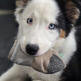 Entry image for Mavis 