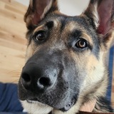 Entry image for Milo