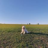 Entry image for Lola