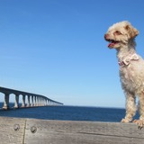 Entry image for Fiona