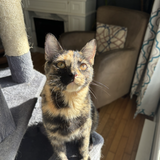 Entry image for Tuktiery