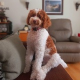 Entry image for Buddy