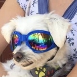 Entry image for Teddy