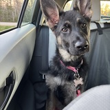 Entry image for Ellie 