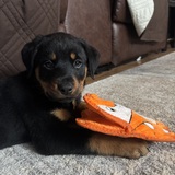 Entry image for Roxy