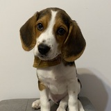 Entry image for Bean