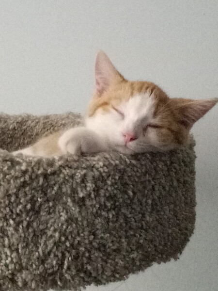 Entry image for Lile. Clicking this image will show a larger photo