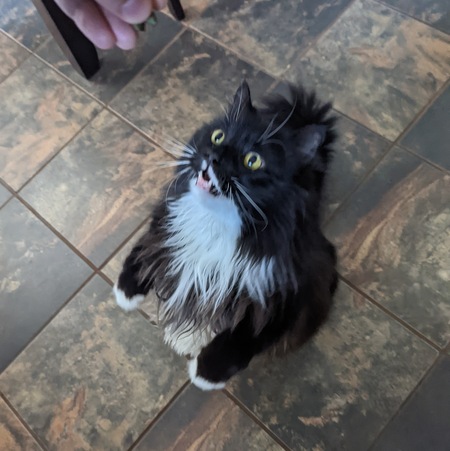 Entry image for Smokey. Clicking this image will show a larger photo