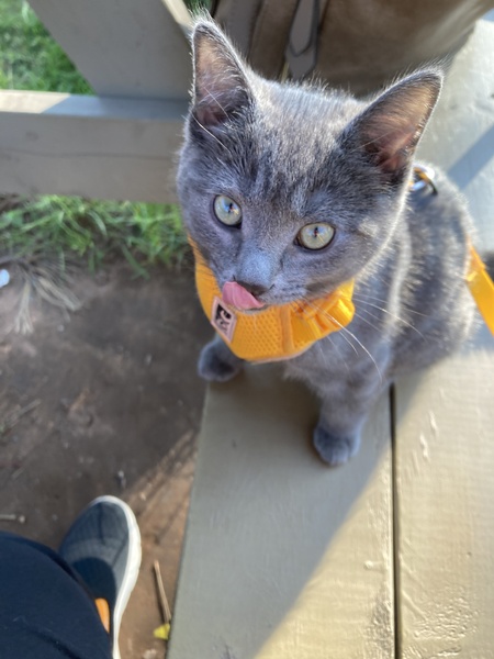 Entry image for Luna. Clicking this image will show a larger photo