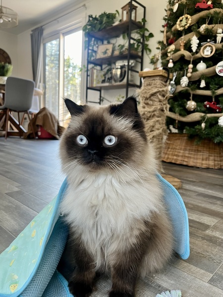 Entry image for Lily. Clicking this image will show a larger photo