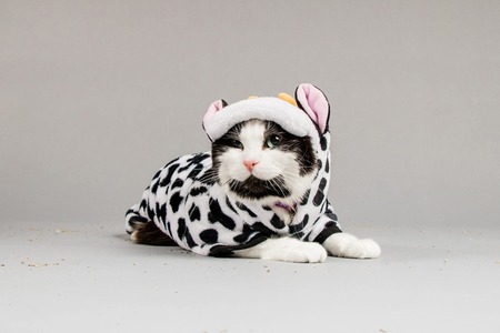 Entry image for Millie. Clicking this image will show a larger photo