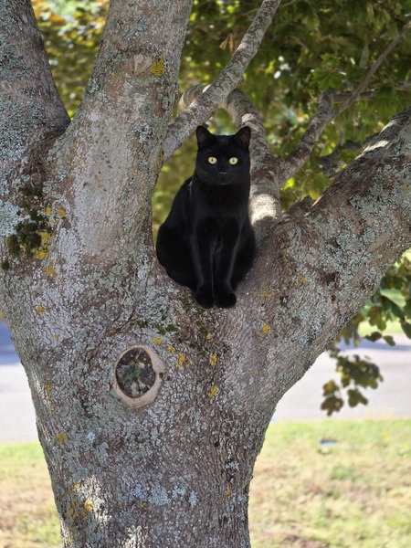 Entry image for Ziggy. Clicking this image will show a larger photo