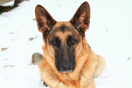 Entry image for Gunner. Clicking this image will show a larger photo