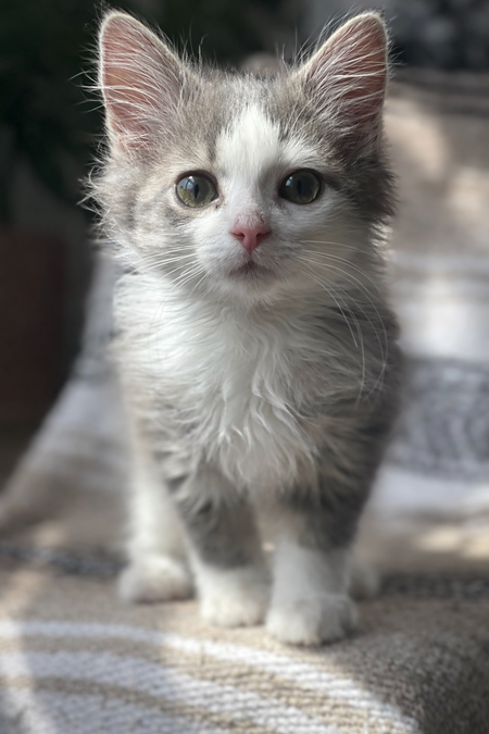 Entry image for Carlito. Clicking this image will show a larger photo