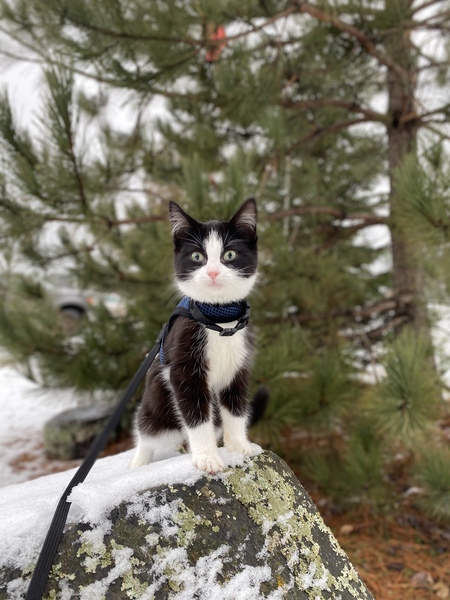 Entry image for Neil . Clicking this image will show a larger photo